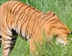 Jungle Safari