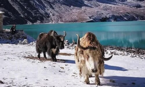 yak gokyo lakes